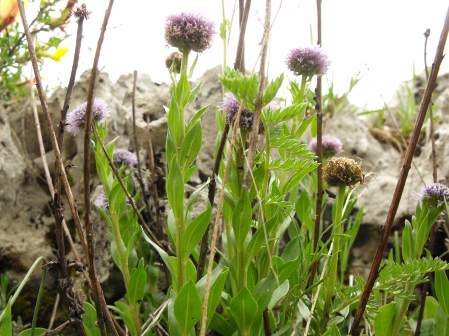 Globularia ciociara da id - Globularia bisnagarica